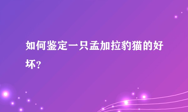 如何鉴定一只孟加拉豹猫的好坏？